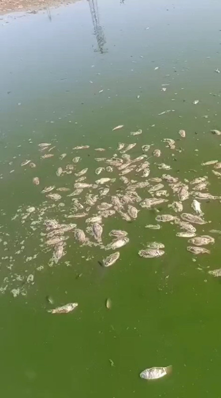 Şırnak’ın İdil ilçesinde 2 gölette debi düştü, toplu balık ölümleri yaşandı - Resim: 2