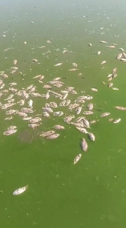 Şırnak’ın İdil ilçesinde 2 gölette debi düştü, toplu balık ölümleri yaşandı - Resim: 3