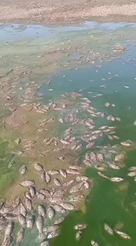 Şırnak’ın İdil ilçesinde 2 gölette debi düştü, toplu balık ölümleri yaşandı - Resim: 1