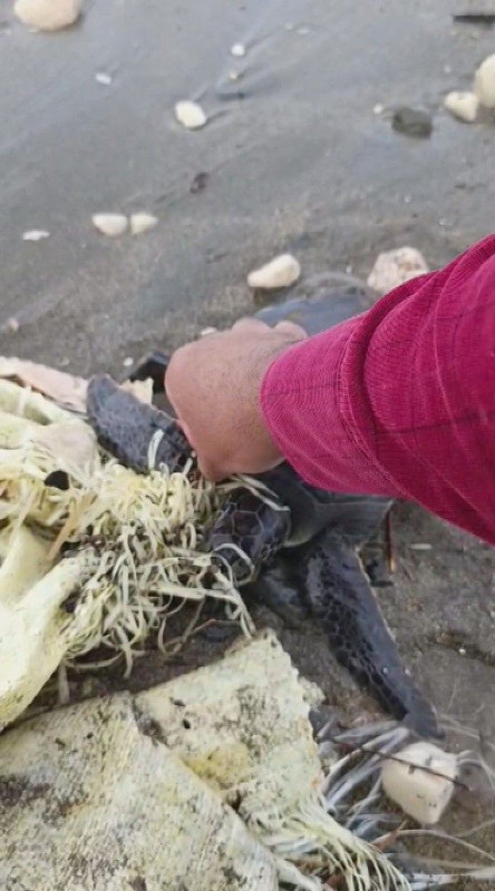 Hatay'da çuvala dolanmış şekilde canı kurtarmaya çırpınıyordu! Ekipler şans eseri fark etti - Resim: 4
