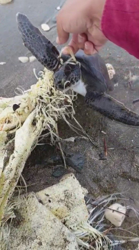 Hatay'da çuvala dolanmış şekilde canı kurtarmaya çırpınıyordu! Ekipler şans eseri fark etti - Resim: 3