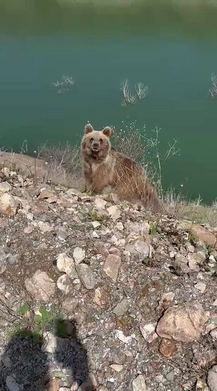 Sivas'ta doğada 1 tanesini yol kenarında görmüştü! Tam o 1 tanesini görüntülemek istediği sırada korkunç bir şey oldu - Resim: 3