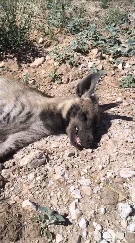 Şanlıurfa'da ağaçlarda aşılama çalışması yapan işçi fark etti! 1 tanesi toprak üzerinde yatıyordu - Resim: 4