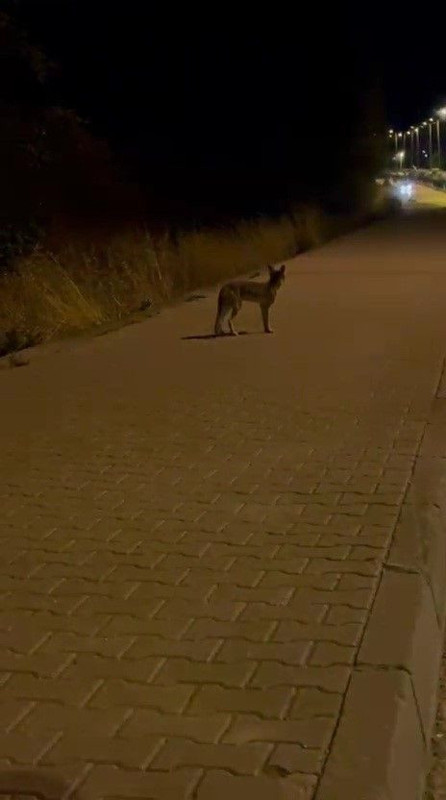 Karabük Eflani ve Safranbolu’da yola çıkan domuz sürüsü ve tilki kamerada - Resim: 1