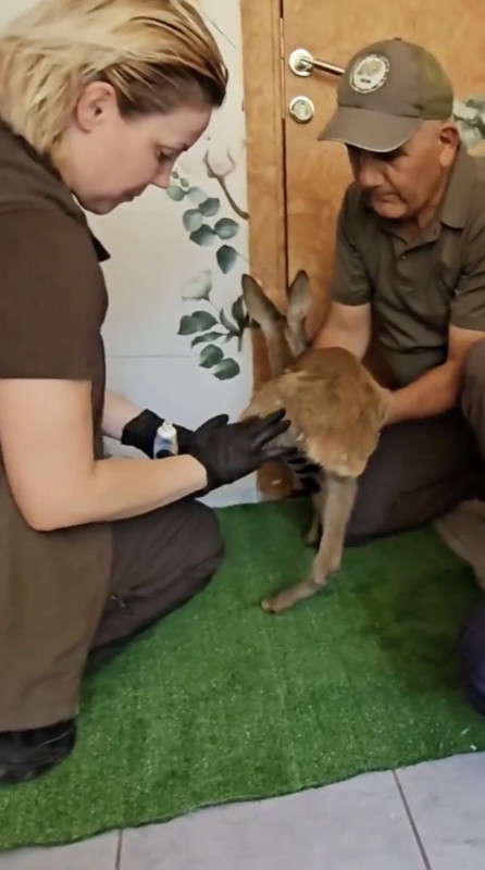 Tekirdağ’dan Çanakkale’ye sıçrayan orman yangınında kırsala sığınan karaca tedavisinin ardından doğaya bırakıldı - Resim: 2