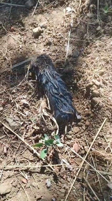Elazığ'da traktörüyle tarlasını süren çiftinin pulluğuna takıldı! 1 tane vardı başka bir şey sandı gerçek bambaşka oldu - Resim: 2