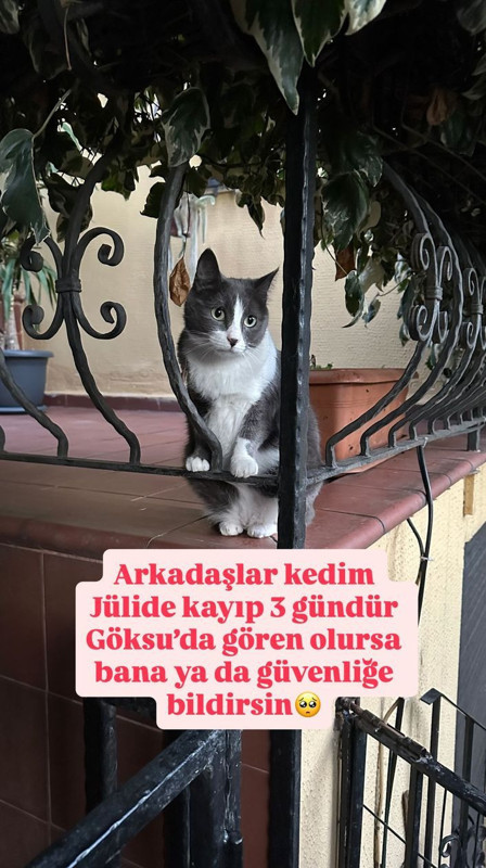 Melek Mosso üzücü haberi duyurdu! "3 gündür kayıp" diyerek yardım istedi - Resim: 5