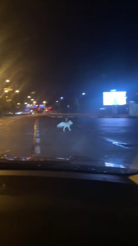 Kars’ta şehrin ortasında dolaşan 2 hayvan görenleri hayrete düşürdü, boyunlarındaki ip detayı merak uyandırdı - Resim: 1