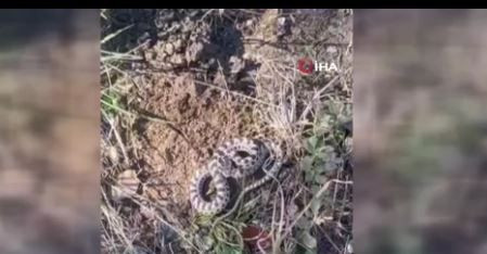 Türkiye'de mantar toplarken 1,2,3 adım atınca çalılıklarda belirdi! Dünyanın en tehlikelilerinden bir tanesiydi - Resim: 3