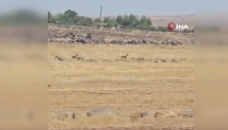 Şanlıurfa'da 2 tanesi kırsal kesimde birlikte ortaya çıktı. Vatandaşlar onları görür görmez hemen kayda aldı - Resim: 3