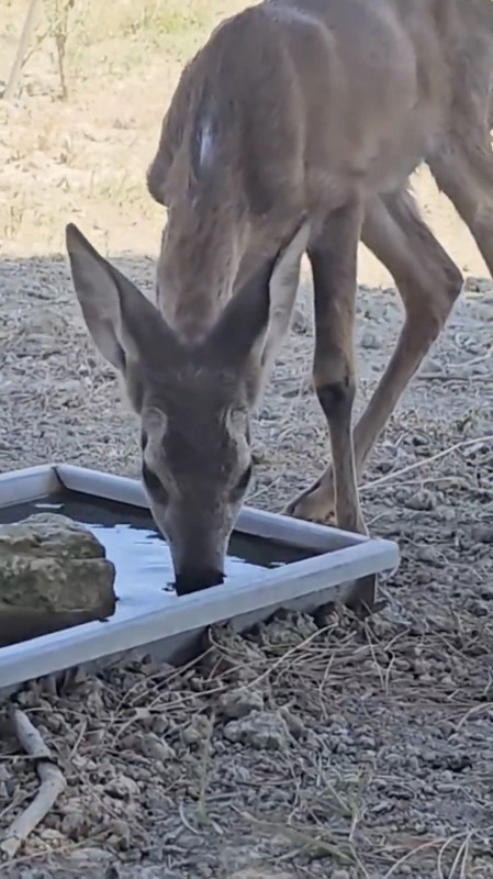 Tekirdağ’dan Çanakkale’ye sıçrayan orman yangınında kırsala sığınan karaca tedavisinin ardından doğaya bırakıldı - Resim: 1