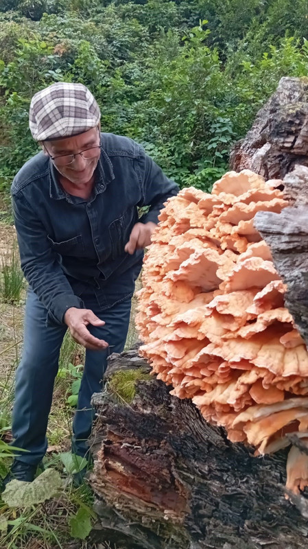 Rize'de eylül yağmurlarıyla beslendi ağacın gövdesinde kilolarca yetişti! O doğa mucizesi 3 arkadaşın karşına çıktı - Resim: 3