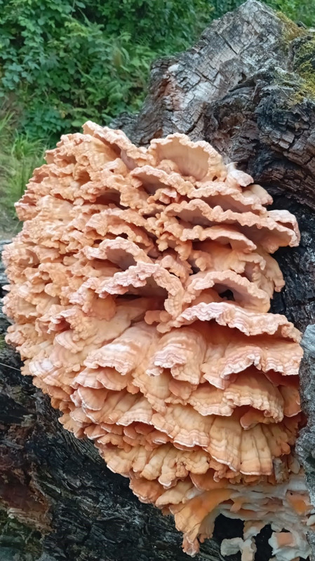 Rize'de eylül yağmurlarıyla beslendi ağacın gövdesinde kilolarca yetişti! O doğa mucizesi 3 arkadaşın karşına çıktı - Resim: 1