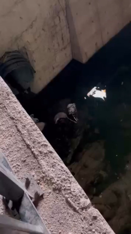 Hakkari’nin Yüksekova ilçesinde derede o nadir hayvan fark edildi! Vatandaşlar hemen kayda aldı - Resim: 4