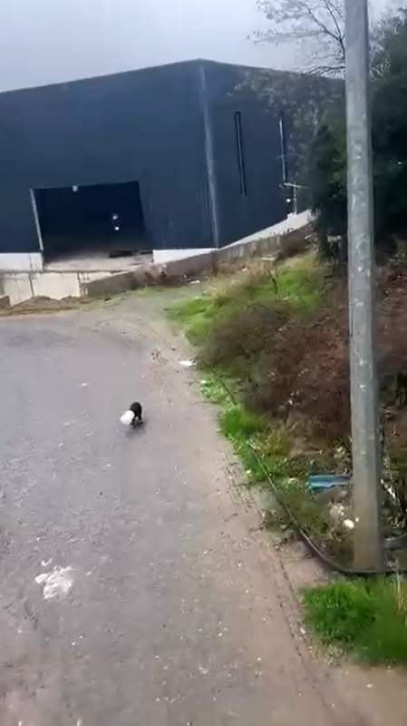 Yalova’nın Çiftlikköy ilçesinde kafası yoğurt kabına sıkışan yavru köpeği kamyon sürücüsü kurtardı - Resim: 1