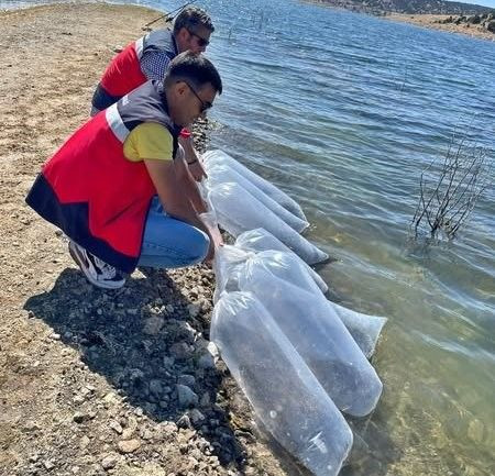 Kütahya’da 118.000 tanesi doğayla buluşturuldu. Saniyeler içerisinde her yerdeydiler - Resim: 2