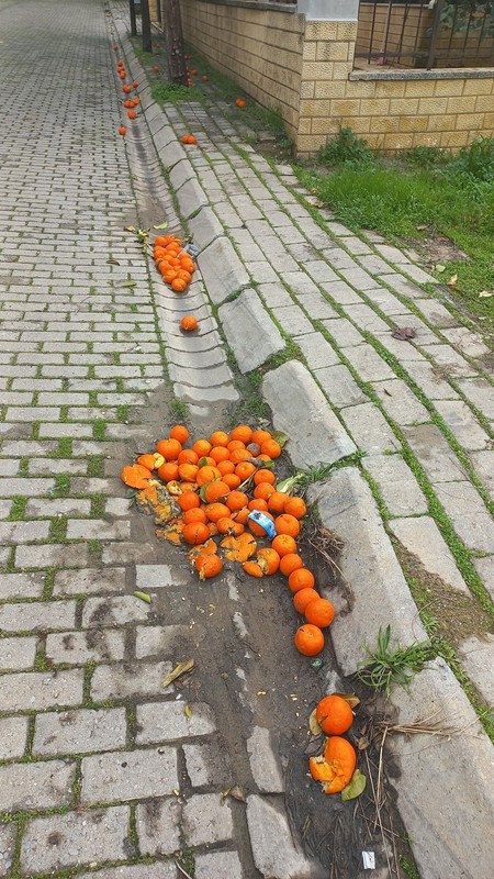 Aydın'da 100'lerce ton teker teker çürümeye terk edilecek. Hepsi simsiyah olduktan sonra yok olacak - Resim: 2