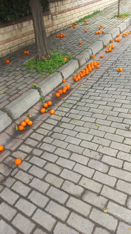 Aydın'da 100'lerce ton teker teker çürümeye terk edilecek. Hepsi simsiyah olduktan sonra yok olacak - Resim: 3