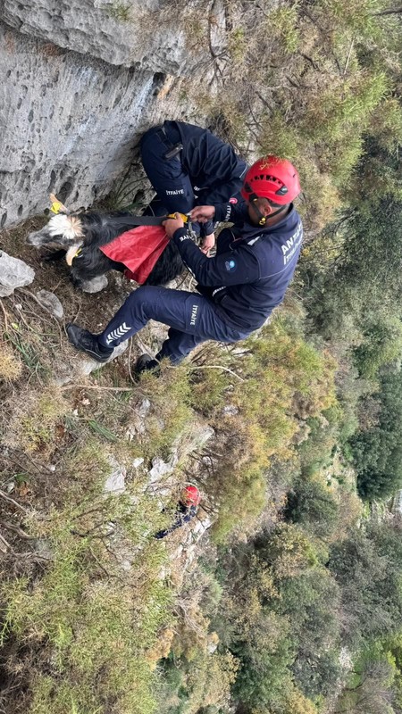 Antalya'da 300 metrede, 3 günden bu yana bekliyordu. Resmi ekipler 3 gün sonra gittikleri keçinin yanında hayrete düştü - Resim: 2