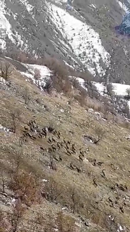 Elazığ'da azıcık karın olduğu bölgede sürü halinde ortaya çıkan hayvan müthiş görüntü verdi. Ona dokunmak yasak ama manzara korkunç - Resim: 2