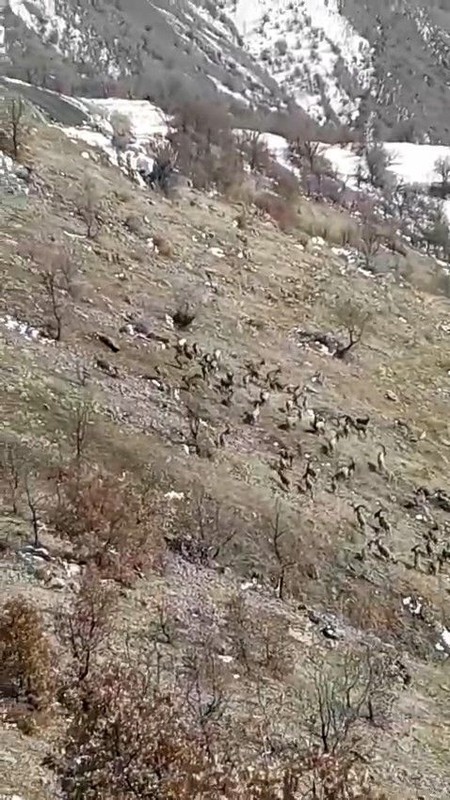 Elazığ'da azıcık karın olduğu bölgede sürü halinde ortaya çıkan hayvan müthiş görüntü verdi. Ona dokunmak yasak ama manzara korkunç - Resim: 1