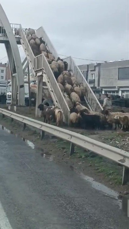 Şırnak'ta çobanlar talimatı verdi... 500'den fazla koyunun sürü halinde yaptığı hareket gören herkesi şaşkına çevirdi - Resim: 1