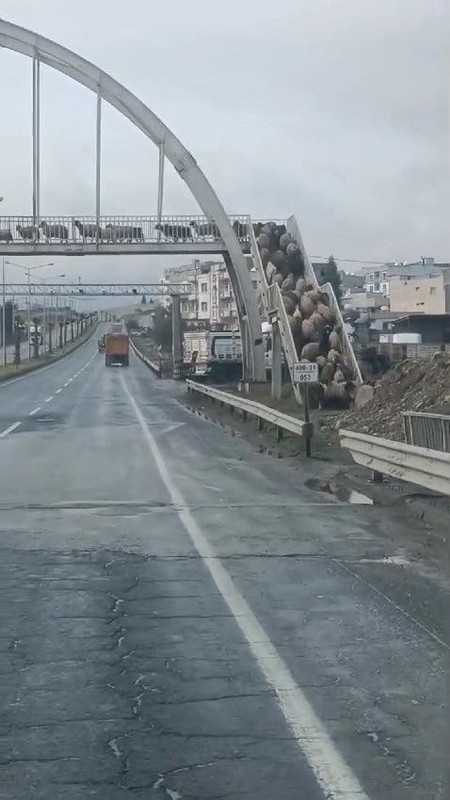 Şırnak'ta çobanlar talimatı verdi... 500'den fazla koyunun sürü halinde yaptığı hareket gören herkesi şaşkına çevirdi - Resim: 3