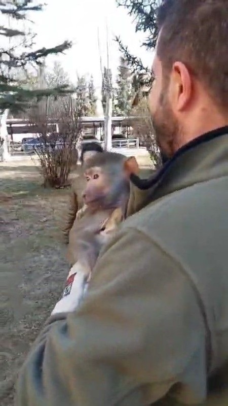 Elazığ'da yaşanan olay duyanları şaşkına çevirdi! Yolda yürüyen bir vatandaşın bulduğu hayvana kimse inanamadı. Normalde Orta Afrika'da yaşıyor - Resim: 1