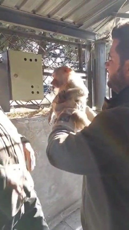 Elazığ'da yaşanan olay duyanları şaşkına çevirdi! Yolda yürüyen bir vatandaşın bulduğu hayvana kimse inanamadı. Normalde Orta Afrika'da yaşıyor - Resim: 3