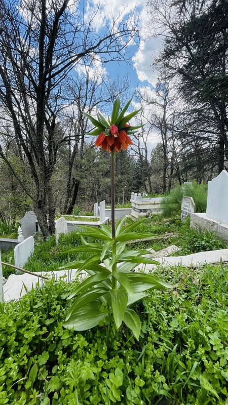 Bitlis'te havaların ısınmasıyla birlikte ortaya çıktılar. Sadece 20 gün yaşayacaklar. Koparanlara kötü haber var - Resim: 3