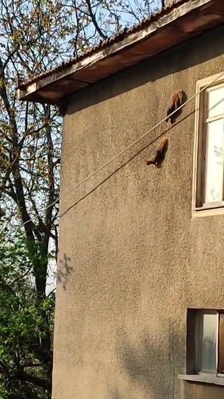 Karabük'te bir evin duvarına tırmanırken 1,2,3 tanesi birden görüldü. Karşısında o hayvanı 3 tane gören vatandaş hemen onları kaydetti - Resim: 1
