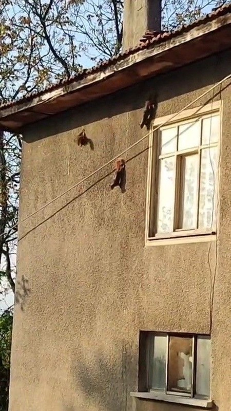 Karabük'te bir evin duvarına tırmanırken 1,2,3 tanesi birden görüldü. Karşısında o hayvanı 3 tane gören vatandaş hemen onları kaydetti - Resim: 2