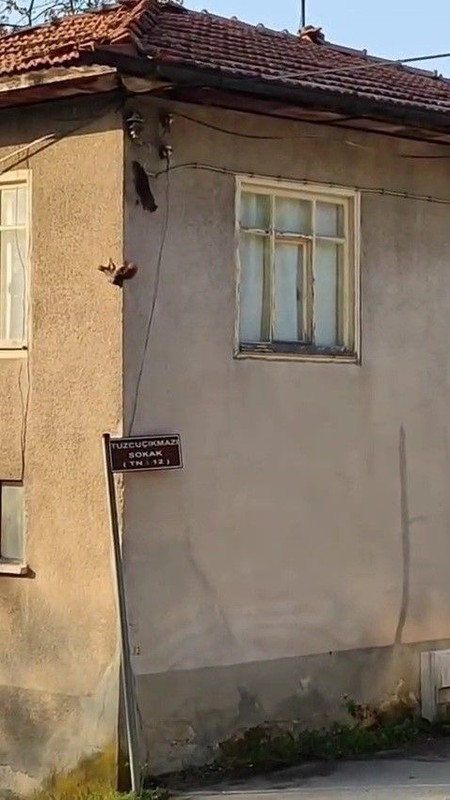 Karabük'te bir evin duvarına tırmanırken 1,2,3 tanesi birden görüldü. Karşısında o hayvanı 3 tane gören vatandaş hemen onları kaydetti - Resim: 3