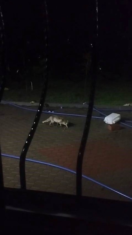 Bingöl-Diyarbakır kara yolunda bağ evinde karşısında bir anda belirdi. Tek 1 başına gelmişti etrafında kimse yoktu - Resim: 3