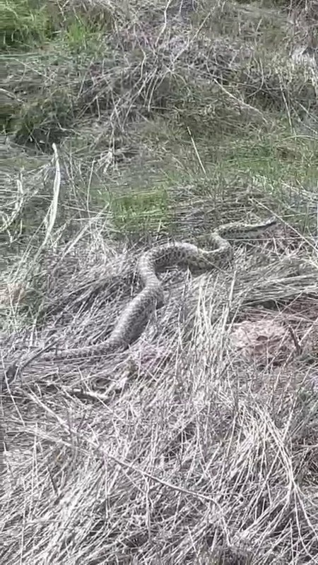 Erzurum'da doğada bir anda ortaya çıktı. Tam 3 metre boyundaydı. Doğada o yaratığı gören vatandaşlar anında bölgeden kaçtı - Resim: 2
