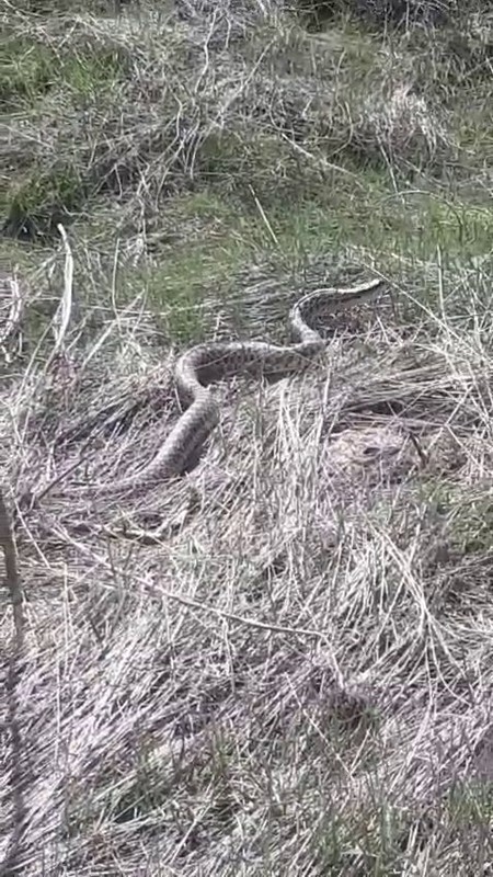 Erzurum'da doğada bir anda ortaya çıktı. Tam 3 metre boyundaydı. Doğada o yaratığı gören vatandaşlar anında bölgeden kaçtı - Resim: 1