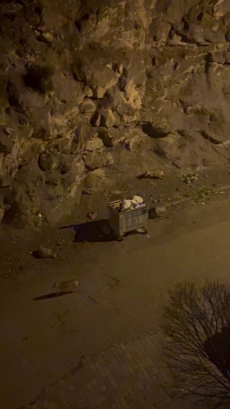 Erzurum'da 2 tanesi gece vakti çöpün kenarında ortaya çıktı. Doğanın korkunç hayvanını vatandaşlar gördü - Resim: 1