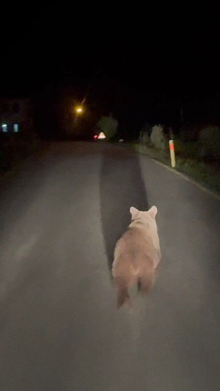 Karabük’te gece karanlığında 1 tanesi köy yolunda bir aracın önünde belirdi. Hemen fotoğrafını çekti - Resim: 1