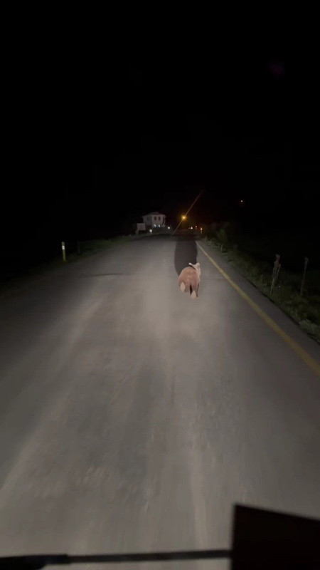 Karabük’te gece karanlığında 1 tanesi köy yolunda bir aracın önünde belirdi. Hemen fotoğrafını çekti - Resim: 2