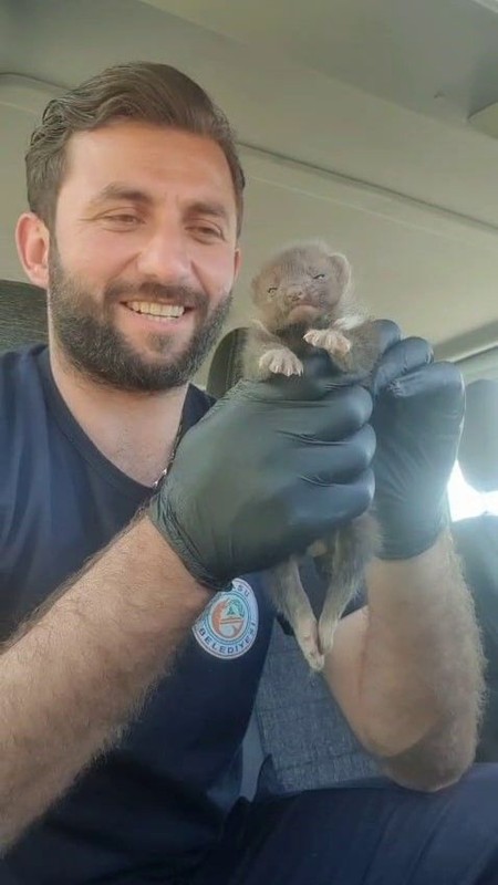 Sakarya'da ekipler 1 tane hayvanla ilgili ihbar üzerine bölgeye gitti. Ekipler ilk bölgeye vardıklarında 1 tane hayvana bakınca gözlerine inanamadı - Resim: 2