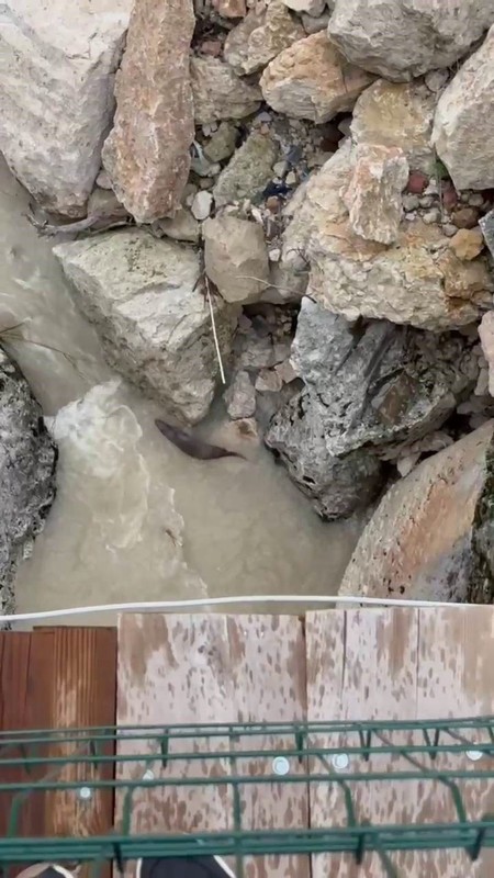 Tunceli'de yakında doğada 1 tanesini görmek bile imkansız olacak. 3 tanesi kayalıkların arasından fırlayıp geri kayboldu - Resim: 1