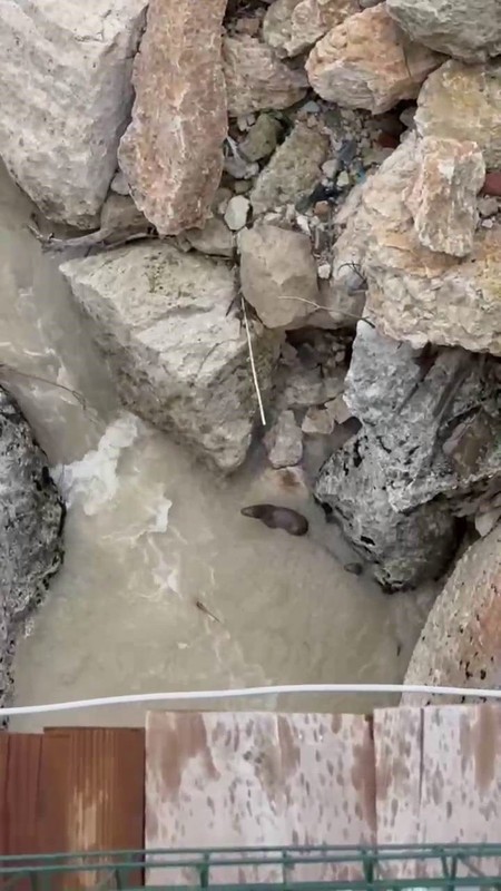 Tunceli'de yakında doğada 1 tanesini görmek bile imkansız olacak. 3 tanesi kayalıkların arasından fırlayıp geri kayboldu - Resim: 2