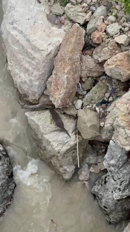 Tunceli'de yakında doğada 1 tanesini görmek bile imkansız olacak. 3 tanesi kayalıkların arasından fırlayıp geri kayboldu - Resim: 3