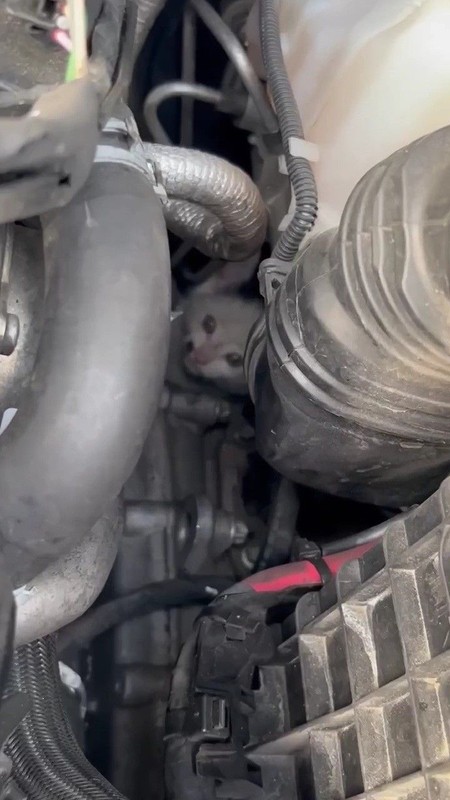 Karabük'te otomobilin motor kısmından bağırışlar geliyordu. Motoru açtıklarında karşılarında 1 tanesini gördüler - Resim: 2
