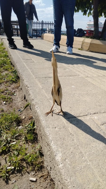Sinop’ta 1 tane ile görülen hayvan büyük bir heyecan yarattı. Yakında 1 tanesi bile görülmeyebilir - Resim: 3