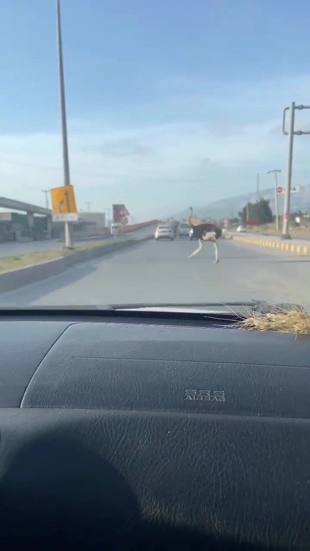 Hatay’da bir anda trafikte sürücülerin önüne çıktı. Şoförler çiftlikten kaçan nadir hayvanı görünce acilen frene bastı - Resim: 3