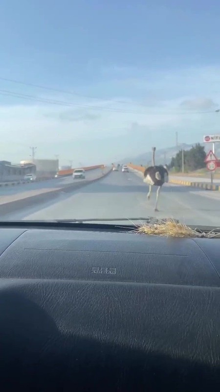 Hatay’da bir anda trafikte sürücülerin önüne çıktı. Şoförler çiftlikten kaçan nadir hayvanı görünce acilen frene bastı - Resim: 2