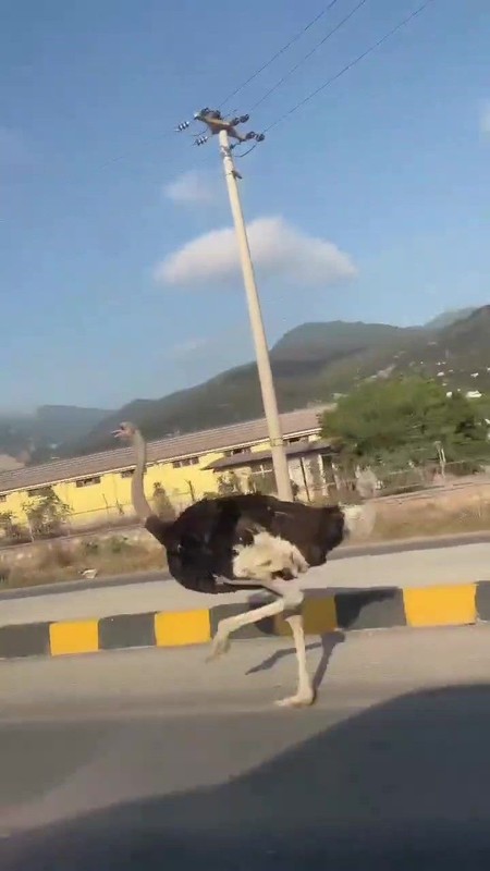Hatay’da bir anda trafikte sürücülerin önüne çıktı. Şoförler çiftlikten kaçan nadir hayvanı görünce acilen frene bastı - Resim: 1