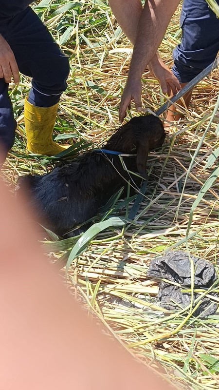 Hatay'da 2 tane koyun alan vatandaş koyunları bahçeye bıraktı. Daha sonra çıkıp 2 tane koyuna baktığında gördüğü manzara ile resmen titreme geçirdi - Resim: 5