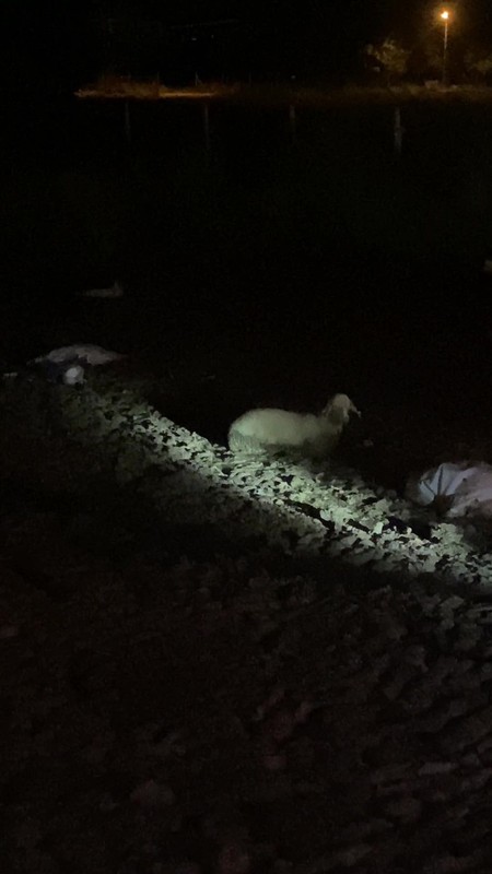 Amasya’da doğada 1 tane koyunu gören vatandaşlar yanına yaklaşıp bakınca korkunç detayı fark etti. 1 tane koyun için resmi ekipler hızla bölgeye koştu - Resim: 2